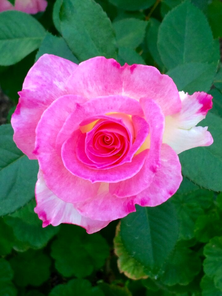 Natural rose plant