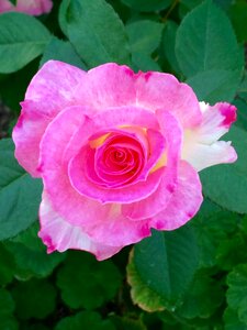 Natural rose plant