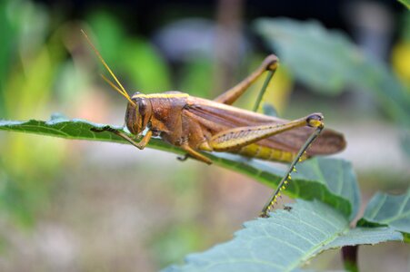 Nature grasshopper guyana photo