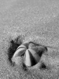 Travel sand sea shell photo