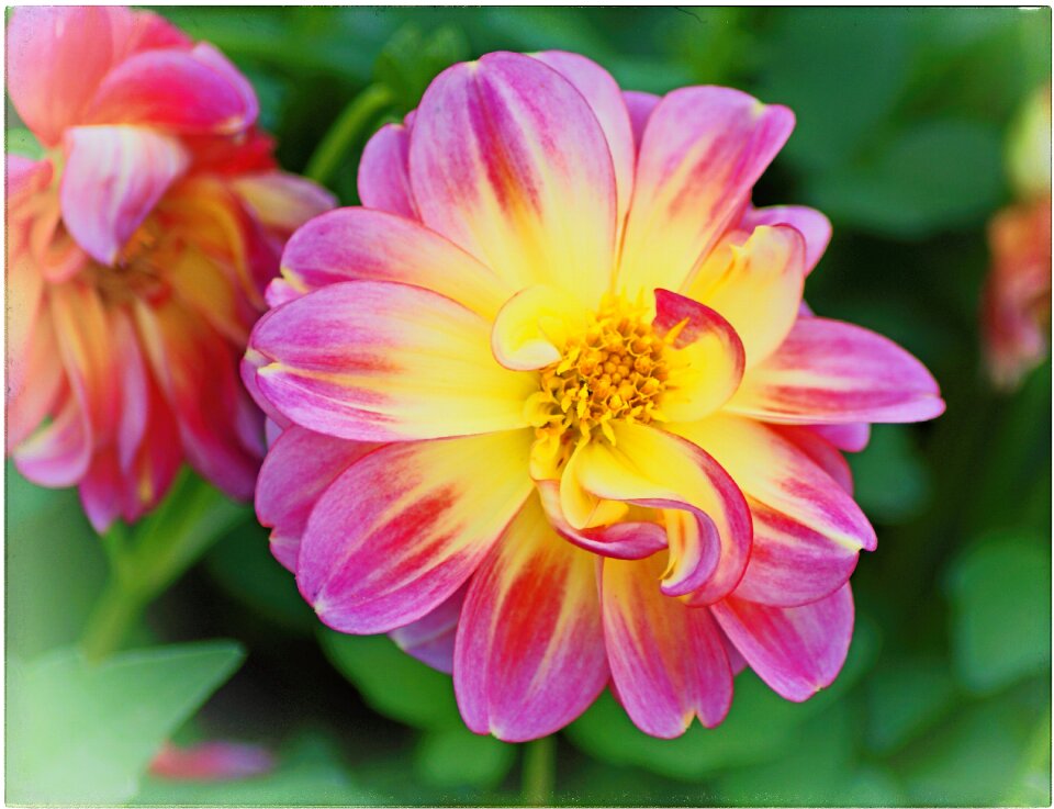 Bloom dahlia garden garden plant