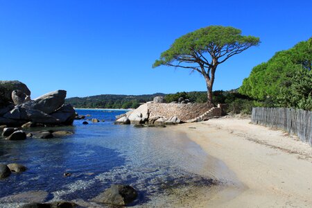 Shore tree landcape stones