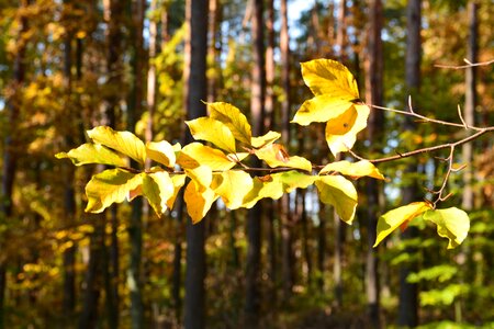 Nature autumn leaf photo