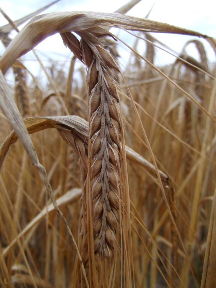 Ear cornfield plant