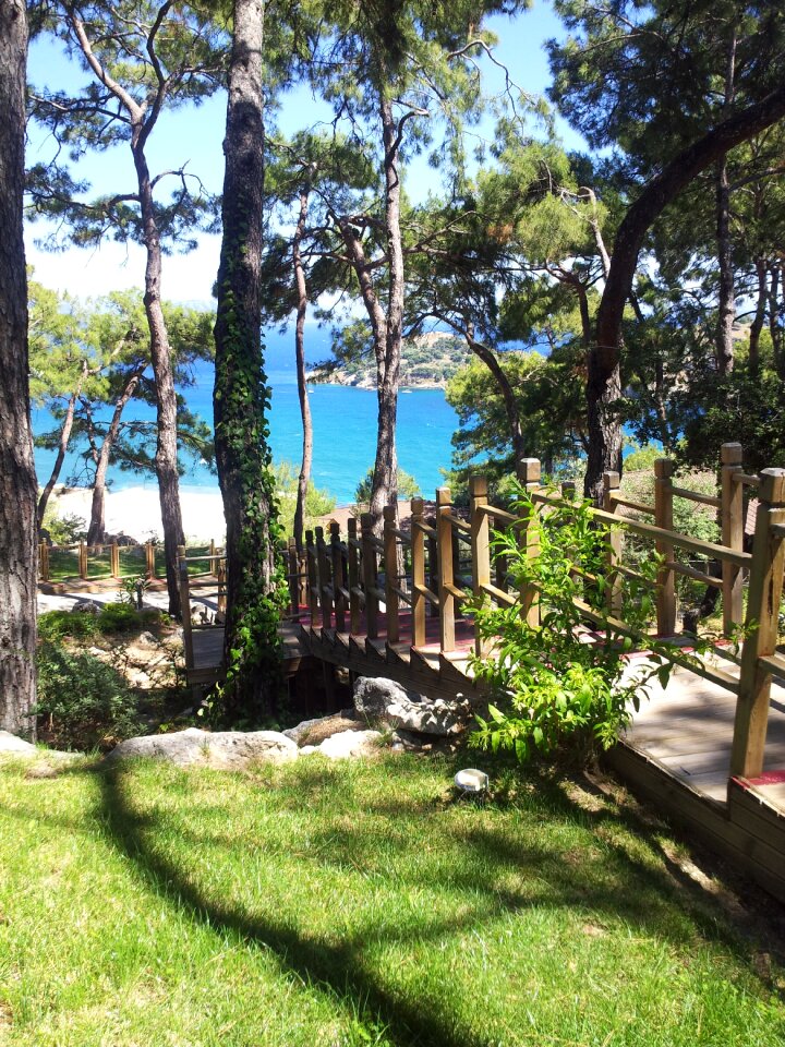 Turkey coast pine forest