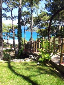 Turkey coast pine forest photo