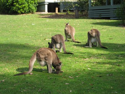 Wildlife marsupial hop photo