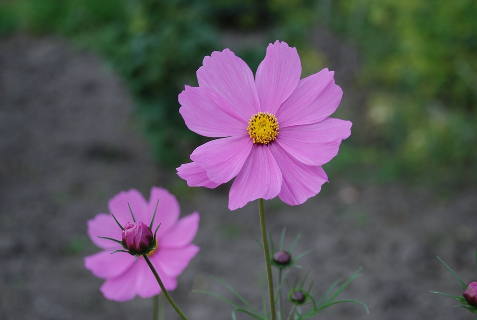 Plant bloom floral
