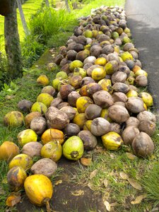 On the ground fruits