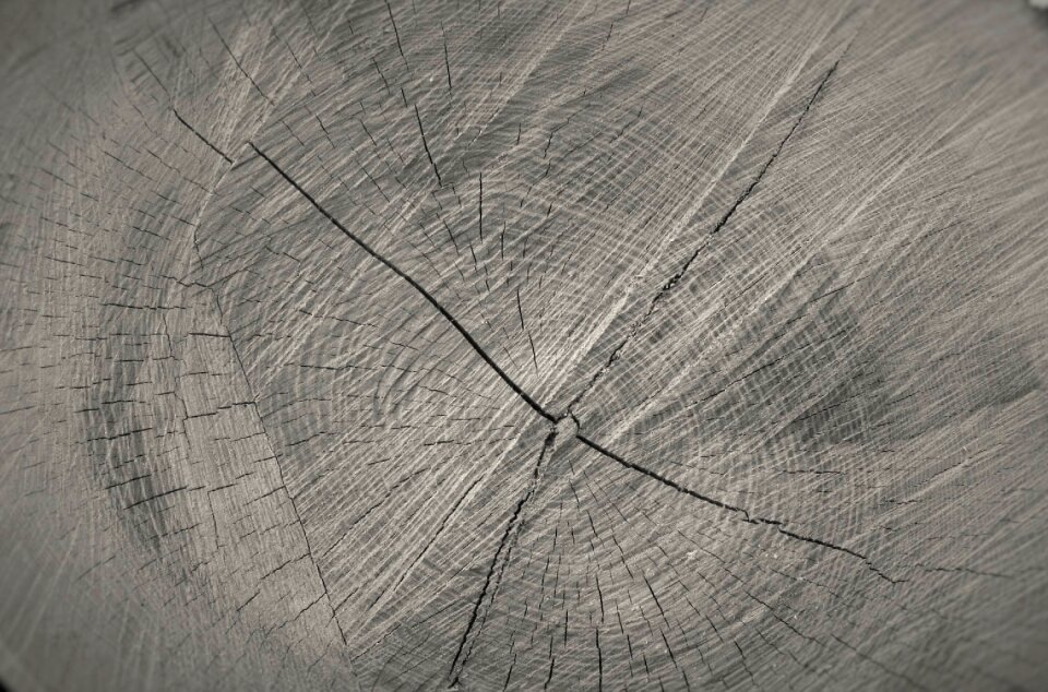 Trees macro black and white