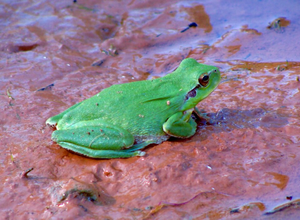 Green amphibians animals