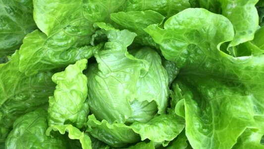 Green vitamins fresh