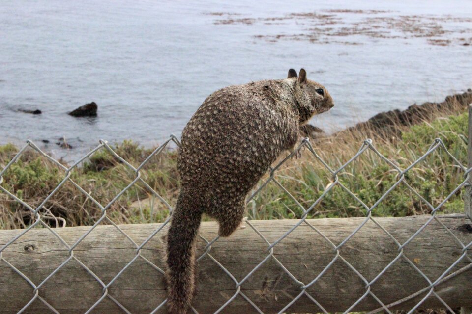 Animal wildlife fur