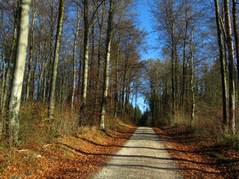 Forest path autumn forest gone is the goal