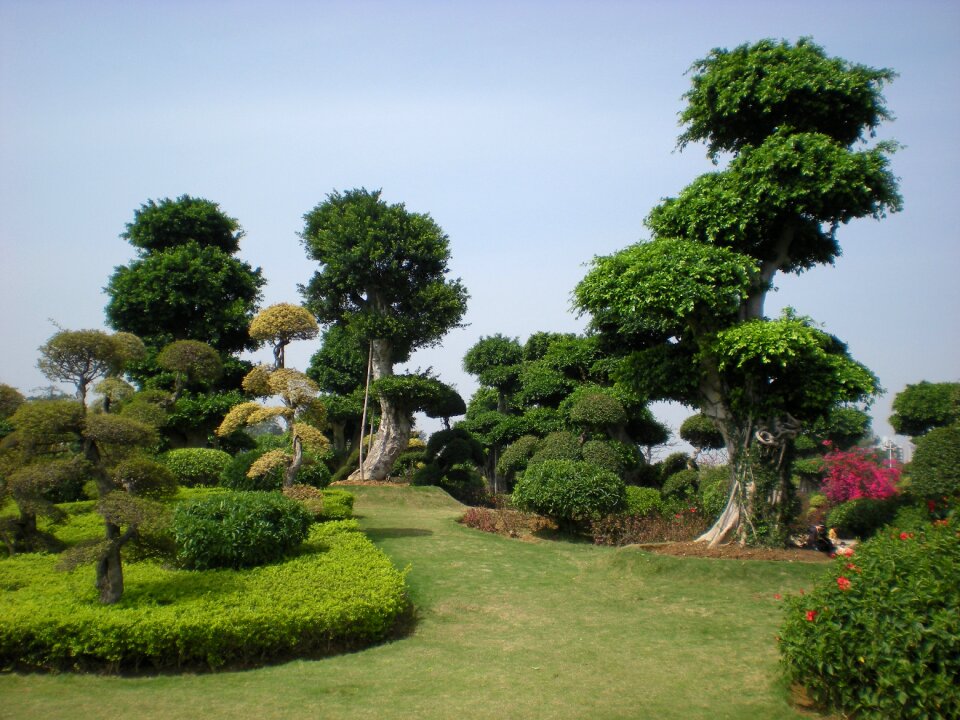 Garden nature trees