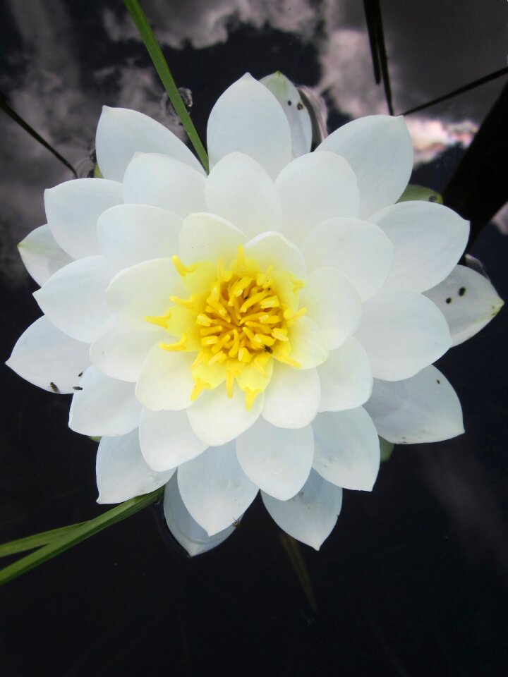 Blossom water
