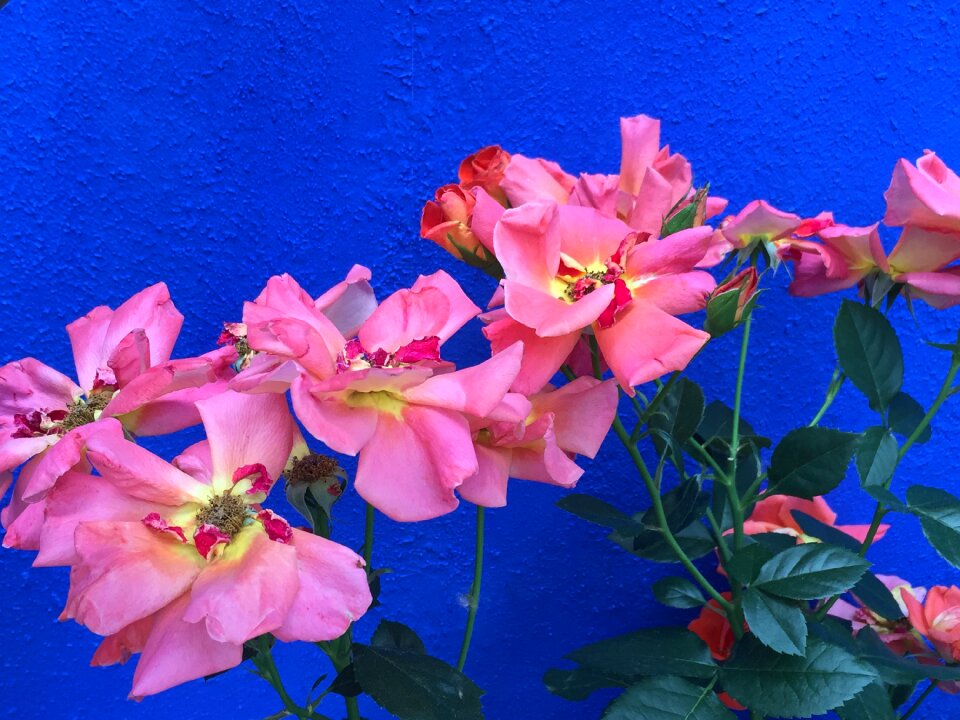 Plant blossom pink