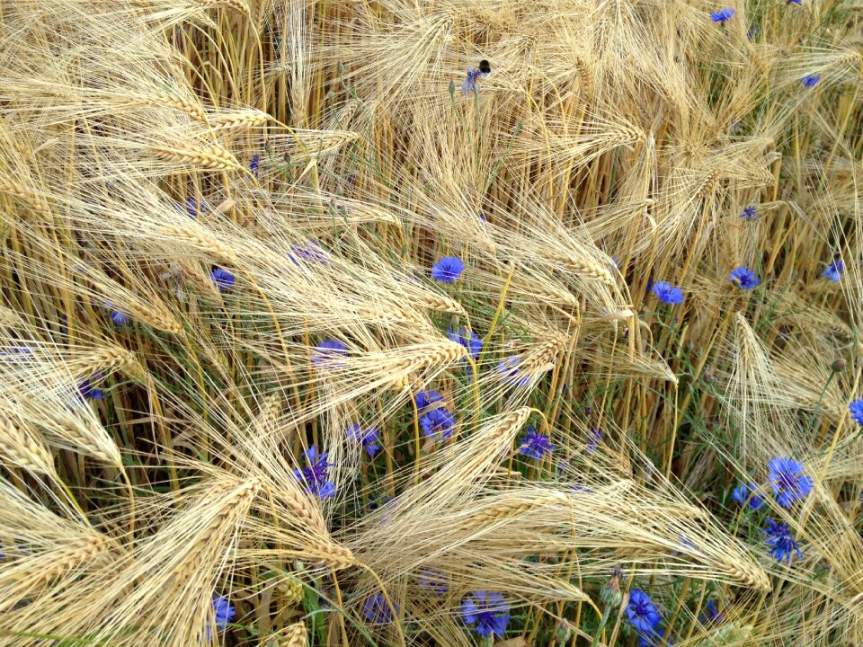 Cornflowers summer barley