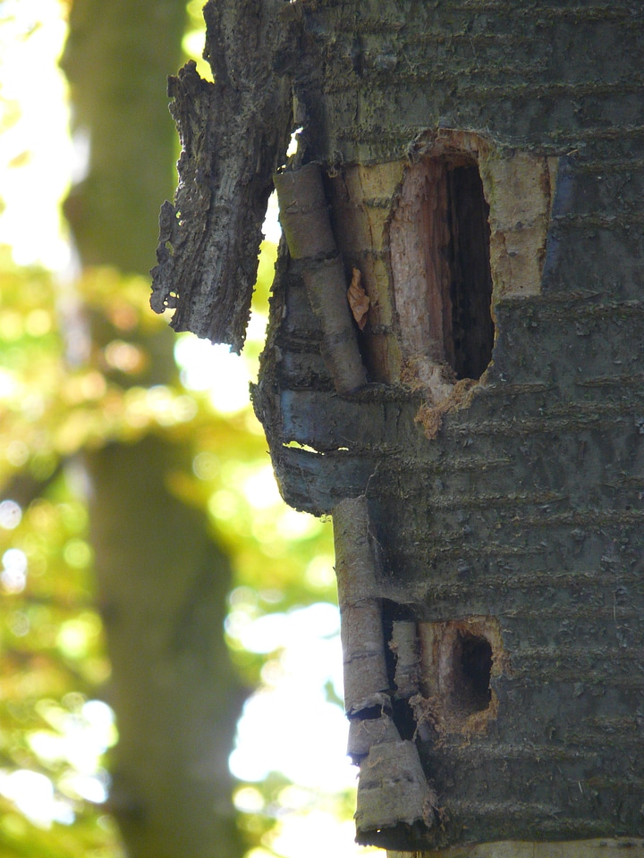 Cave woodpecker tree