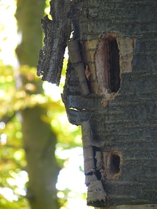 Cave woodpecker tree photo