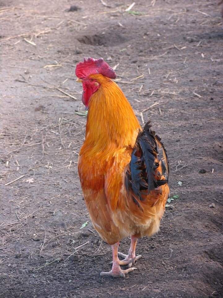 Winged pets animal