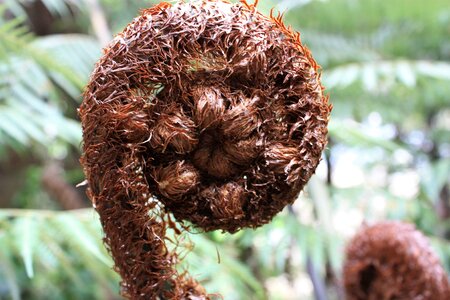 Plant frond symbol