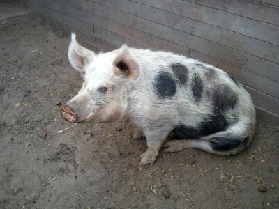 Pig beast animal