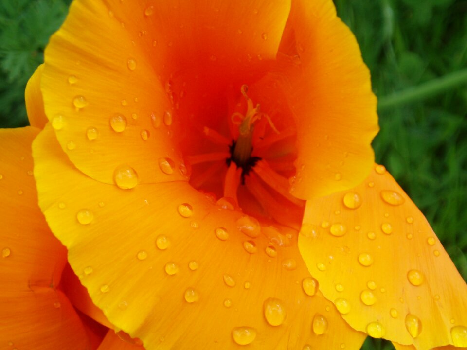 California poppy wet rain