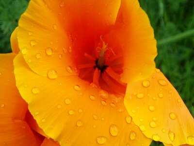 California poppy wet rain photo