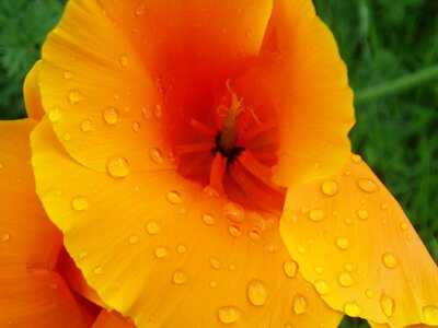 California poppy wet rain