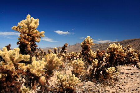 Cactus california usa photo