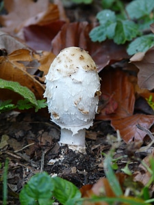 Comatus schopf comatus mushrooms photo
