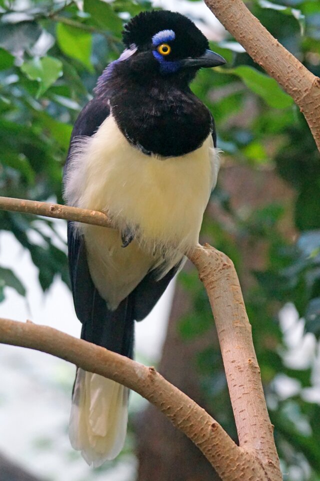 Raven bird caps blue raven rainforest