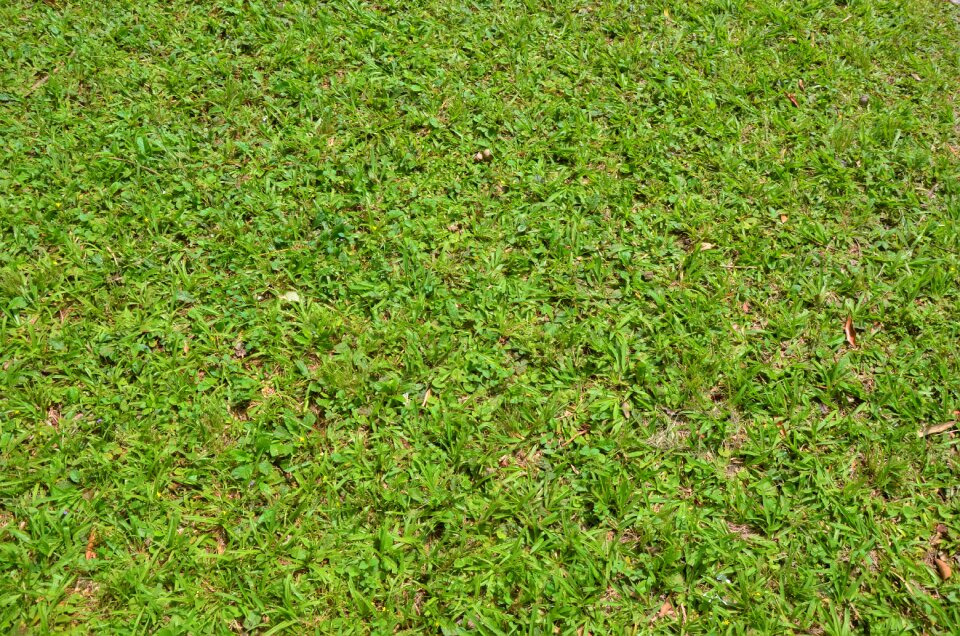 Texture background green grass