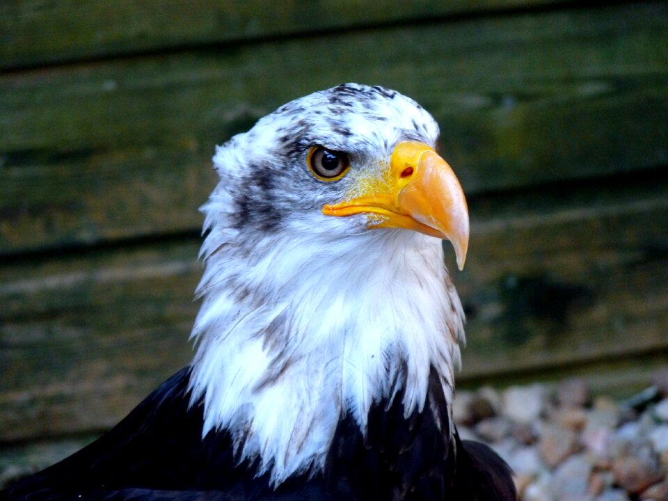 Eagle raptor bird