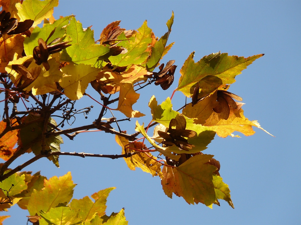 Fall foliage acer tataricum subsp ginnala yellow