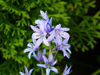 Flower violet photo