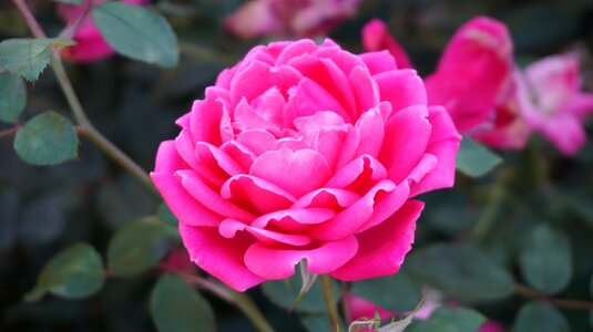 Aroma pink bloom