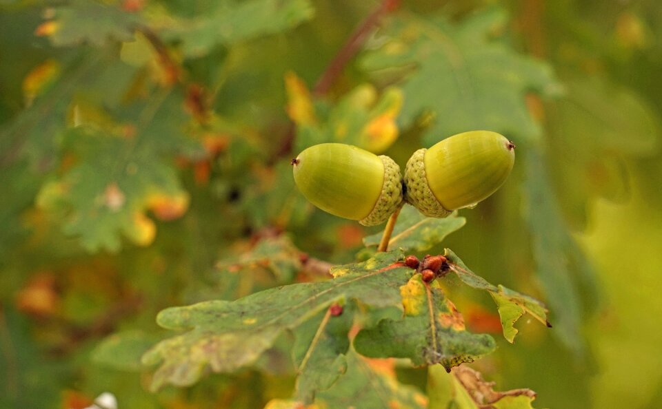 Nature oak fruit oak
