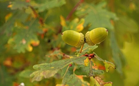 Nature oak fruit oak photo