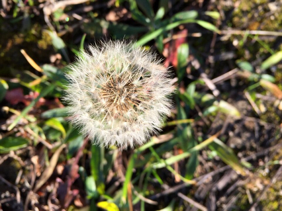 Flower meadow close up