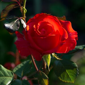 Closeup wild rose roses