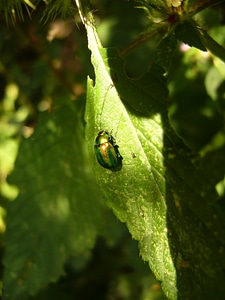 Cetonia aurata animal insect