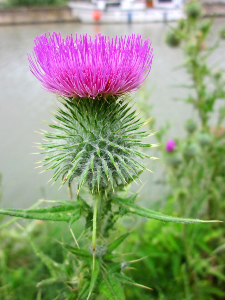 Flower pink