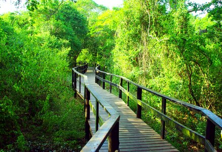 Bridge forest wilderness area