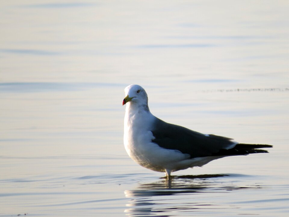 Sea birds the gull on the sea new