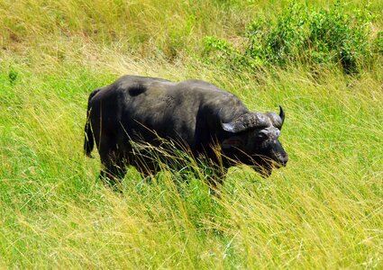 Buffalo savannah wild
