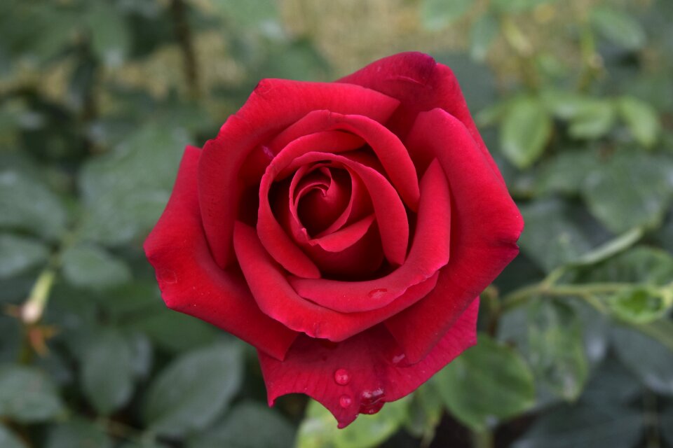 Red nature petals