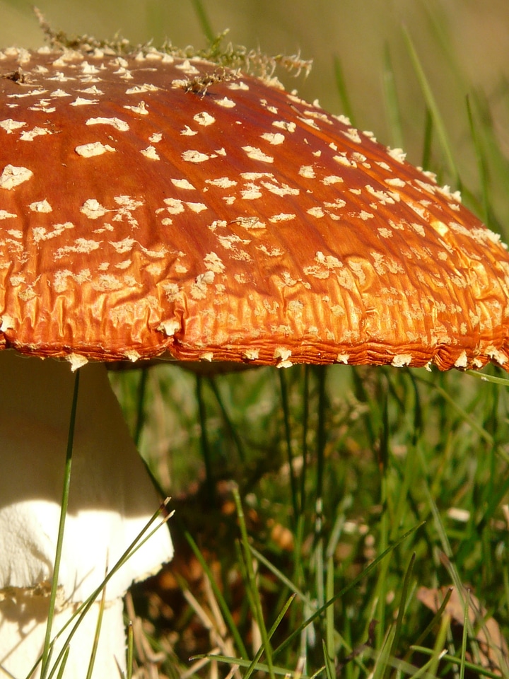 Toxic nature forest
