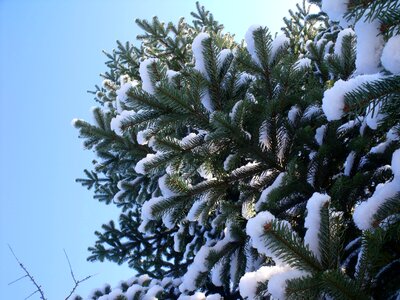 Snow christmas green